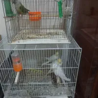 8 عروس و 1 گرینچیک (قابل معاوضه)