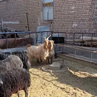 6راس بز و چپش بز|حیوانات مزرعه|جعفرآباد, |دیوار