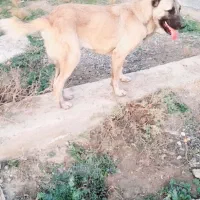 ماده ۱۱ ماهه