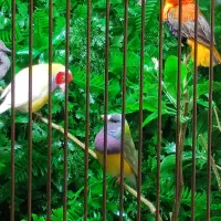 قفس بزرگ پرنده|لوازم جانبی حیوانات|الوند, |دیوار