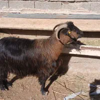 نر بز پاکستانی اصل وماده بز|حیوانات مزرعه|آبعلی, |دیوار