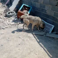 سگ سرابی