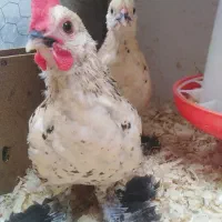 4عدد جوجه نژاد سایبل پوت زینتی و کمیاب