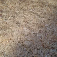 گندم کاه|لوازم جانبی حیوانات|رشت, منظریه|دیوار