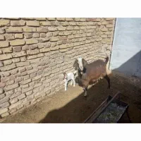 بز دورگ همراه با دو بزغاله