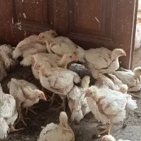جوجه گوشتی سالم ۳۰ روزه|حیوانات مزرعه|مشهد, شهرک مهرگان|دیوار