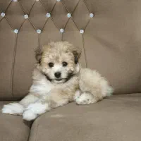 سگ شیتزو نر دوماهه