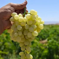 آبغوره طبیعی کشمش کاشمر و قیمت رقابتی بازار