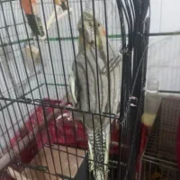 عروس هلندی گمشده|پرنده|ابریشم, |دیوار