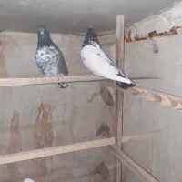 کلدوم بنفش سو قدیم.