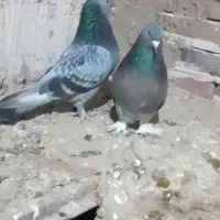 کبوتر ترکیه جفت