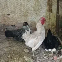 مرغ و خروس مینیاتوری