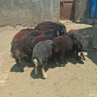 بره ماده سیاه سام