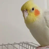 عروس هلندی نر سخنگو