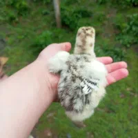 بوقلمون کته محلی