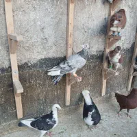 سار هفرنگ نر