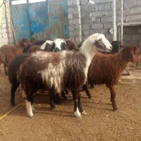 ۱۱ راس بره نر و ماده