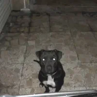 سگ بولداگ فوری