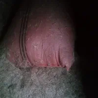 کاه گندم کیلویی ۲۰