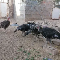 فروش بوقلمون گوشتی