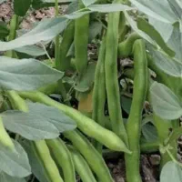 خریدوفروش بذر نخودفرنگی وباقلا برکت|خوردنی و آشامیدنی|جویبار, |دیوار