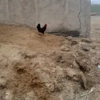 کود کهنه فقط گوسفندی