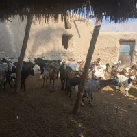 مال جمعی فروخته میشود