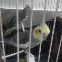 عروس هلندی جفت با قفس