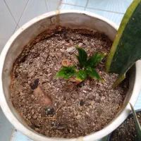 گلهای خانگی|گل و گیاه طبیعی|میبد, |دیوار