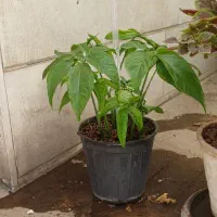 سینگونیونم سبز
