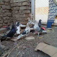 پلاکی