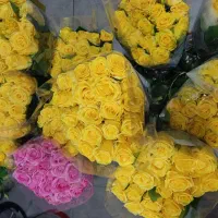 رز ممتاز از ۴۵۰ تا ۷۵۰|گل و گیاه طبیعی|شیراز, اکبر آباد|دیوار