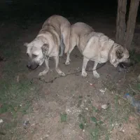 سگ  نر سراب درشت.|سگ|رشت, کوی فکوری|دیوار