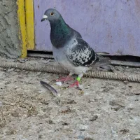 پلاکی نر|پرنده|بوشهر, |دیوار