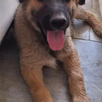 سگ ژرمن شپرد میکس|سگ|یزد, |دیوار