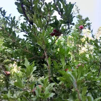 ویزای اتباع