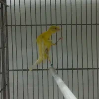 قناری نژاددار|پرنده|بهار, |دیوار