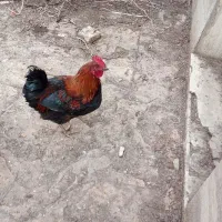 خروس|حیوانات مزرعه|مشهد, کلاته برفی|دیوار