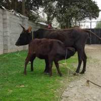 گاو.|حیوانات مزرعه|رشت, جماران|دیوار