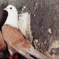 کلاغ کربلایی هفت رنگ