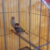 جفت فنچ نرگسی مولد کار داده جوان