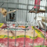 ب عکس توجه کنین طوطی کوتوله