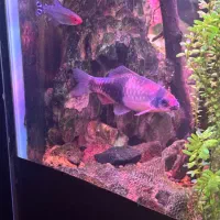 ماهی|ماهی|اهواز, زیتون کارمندی|دیوار