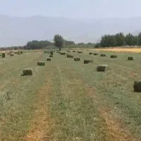 فروش بسته یونجه علف