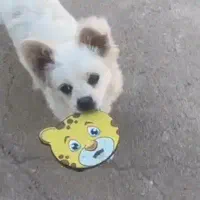 سگ پامرانین خانگی با شناسنامه|سگ|قائن, |دیوار