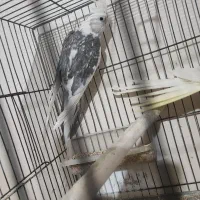 جفت عروس هلندی 6 تخم|پرنده|دورود, |دیوار