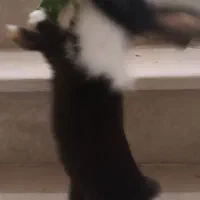 خرگوش