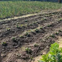 به یک سرایدار برای باغ نیازمنیدم فقط تماس بگیرید