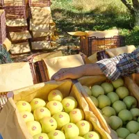 سیب سفید درجه یک سه ردیفه|خوردنی و آشامیدنی|محمدبار, |دیوار