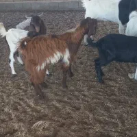 تعدادی کهره نر|حیوانات مزرعه|بندر گناوه, |دیوار